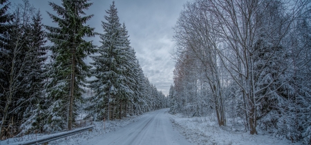 A Cold Winter Day - trees, grey, forest, snow, clouds, road