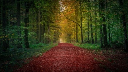 Autumn Forest - fall, path, trees, dark, leaves