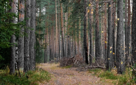 dense forest path - path, grass, forest, tree