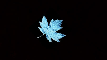 My Blue Leaf - black, leaf, blue, leaves