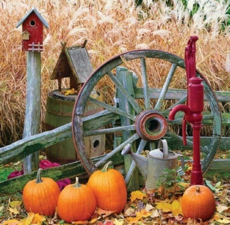 Country Backyard in a Fall Season - nature, backyard, fall season, country