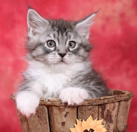 cute kitten in the basket - animals, cats, basket, cute, kitten