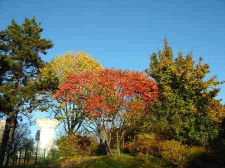 autumn - nature, creteil, france, forests, autum