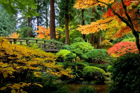 Autumn forest - fall, trees, beautiful, autumn, forest, park, foliage, bridge