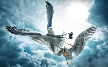 Just a paparazzo seagull in trouble - sky, fantasy, creative, seagull, bird, white, john wilhelm, camera, cloud, situation, blue