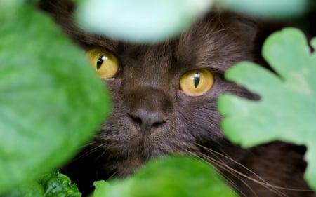 Hiding - brown, hiding, yellow, cat, eyes, green, animal, leaf