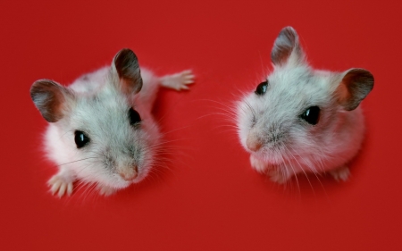 Mice - rodent, grey, red, animal, mouse, mice, cute