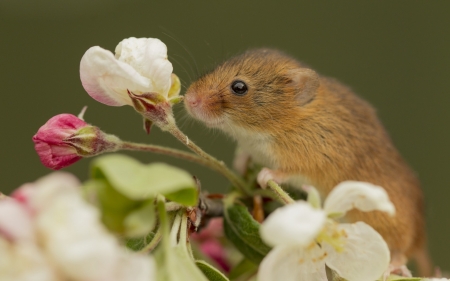 Mouse - rodent, white, animal, green, mouse, flower, pink