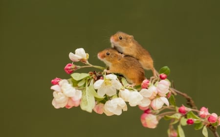 Mice - couple, mice, spring, white, pars, rodent, pink, animal, green, mouse, cute, flower