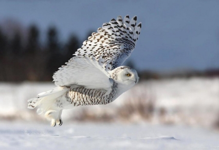 Snow Owl - landscape, trees, winter, raptor