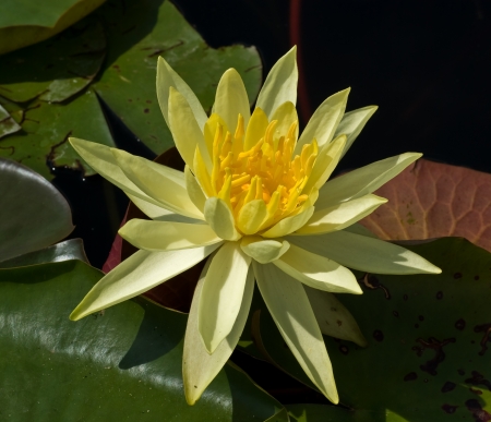 Waterlily - blossom, pond, petals, water