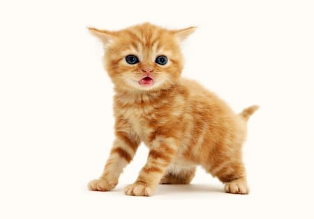 Kitten - white, cat, animal, orange, cute, kitten, ginger