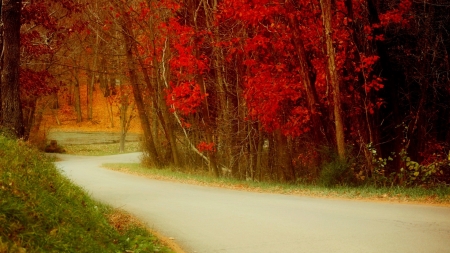 Autumn Road - leaves, colorful, fall, trees