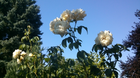 A view to the blue sky - sky, snapshot, summertime, branch, blue sky, leaf, spring, petal, white, petals, green, sunny, garden, photograph, morning, springtime, summer, nature, blue, leafs, leaves, flowers, photo, flower