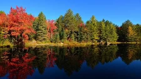 Lake Forest - trees, sunset, sky, autumn