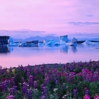 Iceburgs and Fireweed