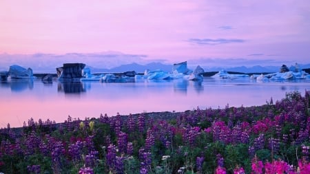 Iceburgs and Fireweed - flowers, sunsest, fire weed, iceburgs, sea, sunrise