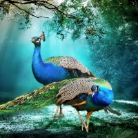 Beautiful Peacocks