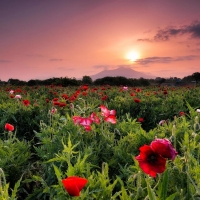 Poppy Field