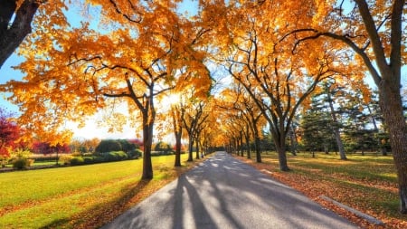 tree shadows on park path in autumn - path, trees, autumn, shadows, sunshine, lawn, park