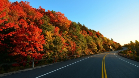 blacktop road forest toad in autumn - autumn, mountain, forest, blacktop, colors, road