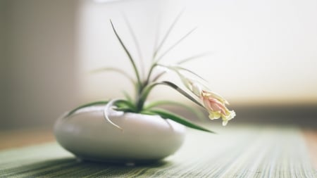 âœ½ - white tablecloth, table, pot, flower, vase