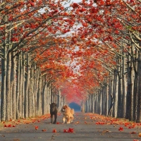 Autumn Road For Dogs