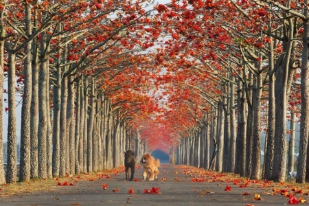 Autumn Road For Dogs - trees, animal, nature, dogs, autumn, road