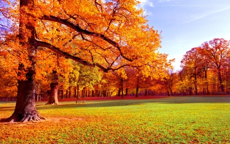 Autumn park - sky, autumn, colorful, park, foliage, serenity, fall, beautiful, leaves, tree, grass