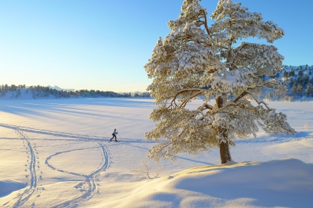 Winter Wonderland - sky, landscape, tree, snow, sunshine