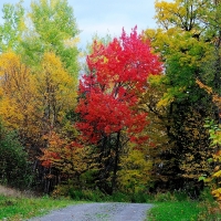 Autumn Trees