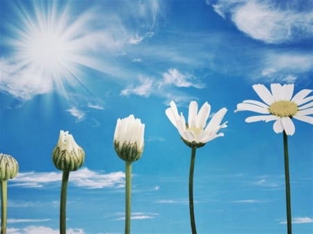 sun,flowers,daises,blue, - flowers, daise, blue, sun