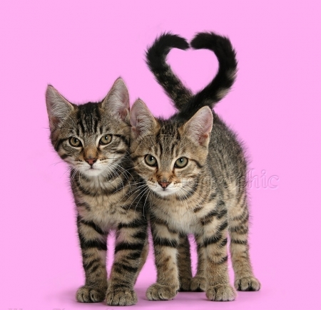 Love Heart - kittens, heart, cats, love, animals