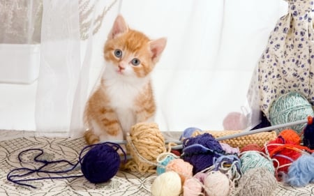 Kitten - white, animal, blue, ginger, red, lolita777, orange, cat