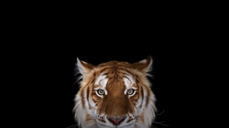 Tiger - black, white, animal, brown, tiger, cat