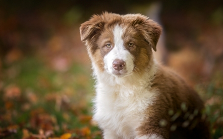 Puppy - white, australian shepherd, brown, autumn, puppy, dog, animal, cute