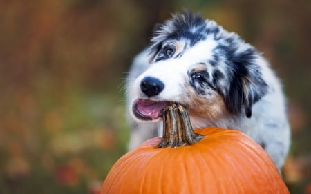 Tasty pumpkin - pumpkin, funny, black, white, halloween, australian shepherd, dog, orange, animal, cute