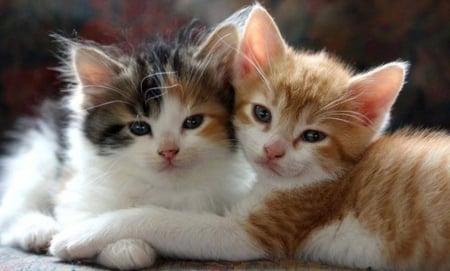 Two Cuties - animal, cute, cat, kitten