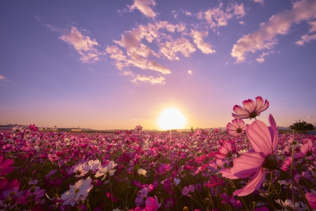 Summer Sunset - flowers, field, japan, sunset