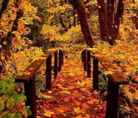 Autumn Park - trees, nature, autumn, bench, park, leaves