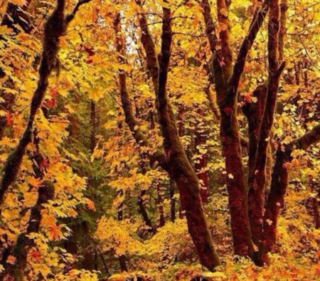 Autumn Forest - nature, autumn, forest, trees