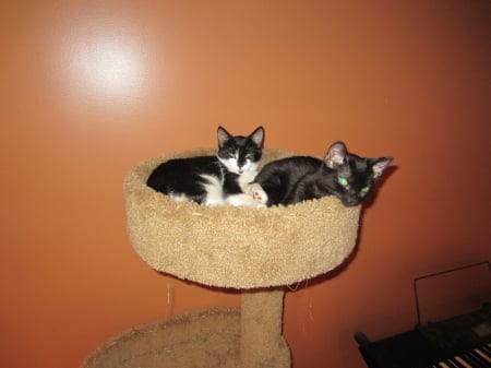 Melody and Kiara - fun, animals, kittens, happy