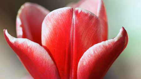 Tulips - vermilion, tulips, 4k, churippu, scarlet, rose grey, white, tulipa gesneriana, red, 3840x2160, tulip, flowers, flower