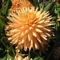 Orange Dalia