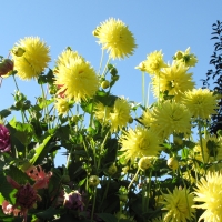 Dazzling Dalias in Butchart Gardens