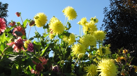 Dazzling Dalias in Butchart Gardens