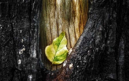 Leaf - leaf, tree, yellow, nature