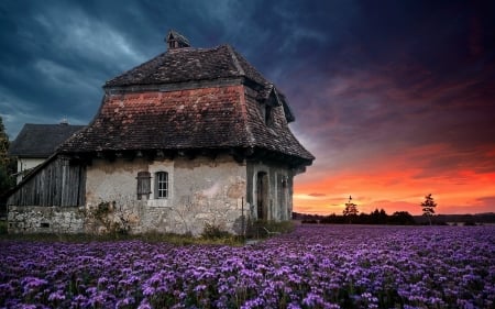 Farm House - house, flowers, field, farm