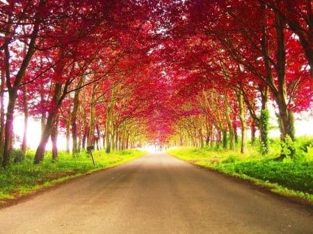 Autumn Road - trees, nature, road, autumn