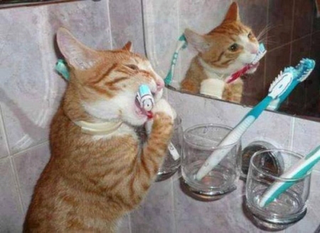 Funny Kitten - bruthtooth, cat, glasses, brushtooth, sink, kitten, white, animal, brush